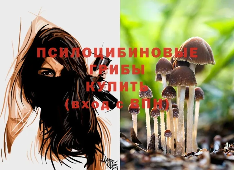 где найти наркотики  Заринск  Псилоцибиновые грибы Psilocybe 